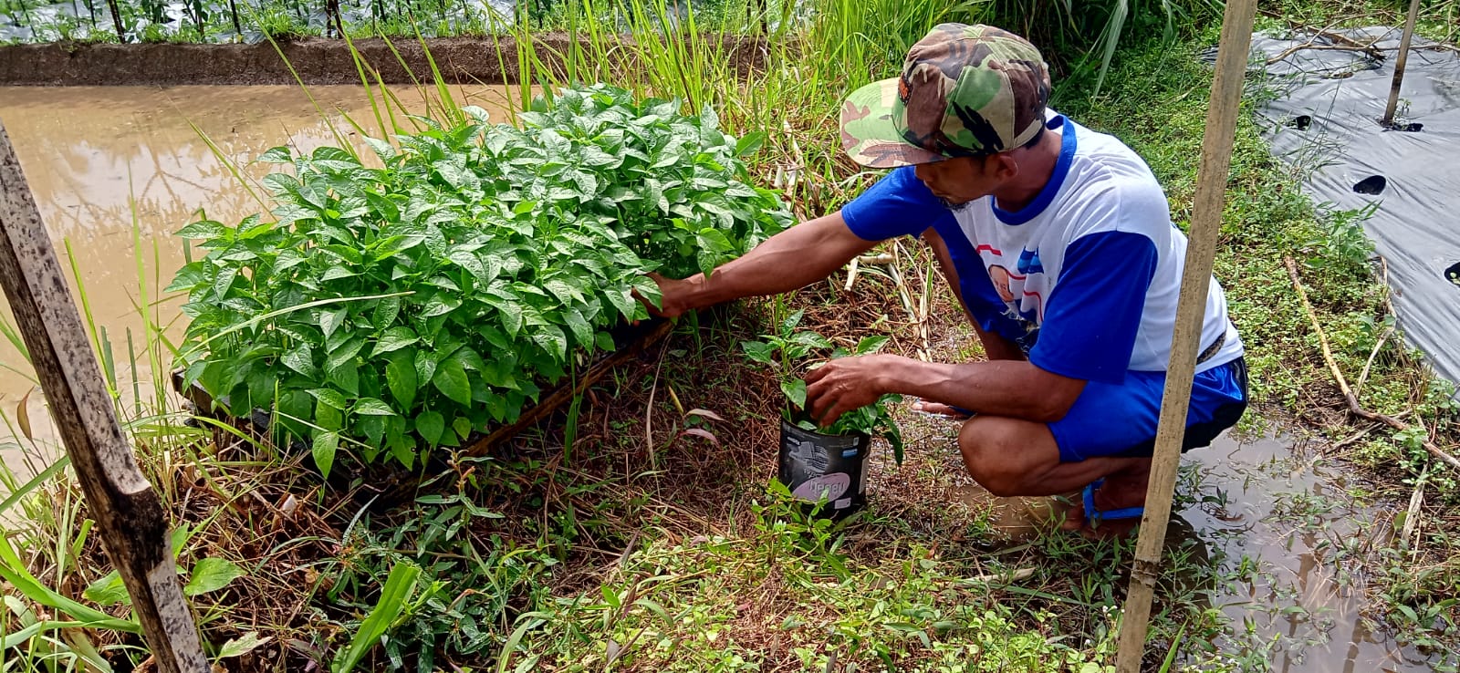 Dari Modal Rp2 Juta, Petani Kampung Zakat Ngowah Raup Omzet Rp7 Juta